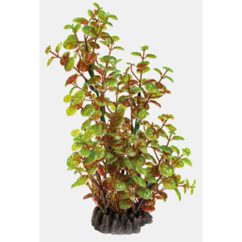 ART PLANT ROTALA